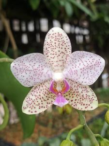 Phalaenopsis Legie