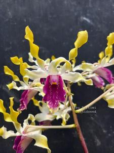 Dendrobium Ibu Pertiwi