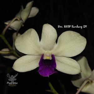 Dendrobium AKBP Bambang SM