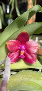 Phalaenopsis Tejas Ruby