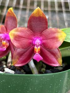 Phalaenopsis Tejas Ruby