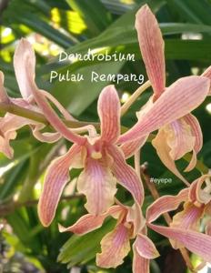 Dendrobium Pulau Rempang