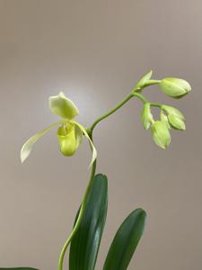 Paphiopedilum QF Yellow Bird