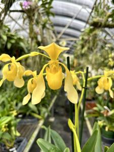 Paphiopedilum QF Yellow Bird