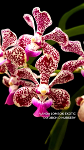 Vanda Lombok Exotic