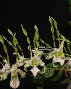 Dendrobium Kartika Yanti