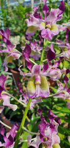 Dendrobium With Amethyst Horns