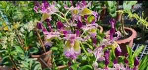 Dendrobium With Amethyst Horns