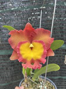 Rhyncholaeliocattleya Sai Gon Big City