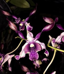 Dendrobium Triandy Meinardi