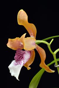 Oncidium Guido's Revenge