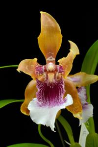 Oncidium Guido's Revenge