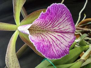 Brassocattleya Tiger Butter