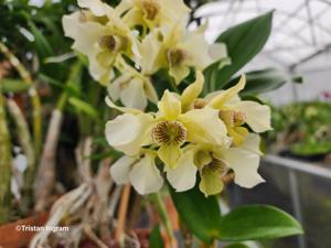 Dendrobium Quintal Royal Flush