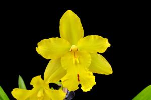 Oncidium Remember Artur