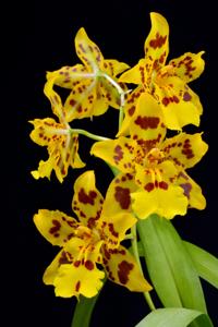 Oncidium Remember Artur