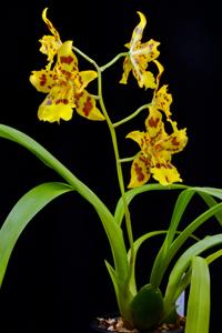 Oncidium Remember Artur