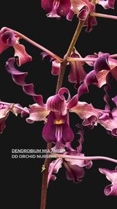 Dendrobium Mia Amiati