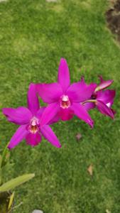 Laeliocatanthe Gloriosa