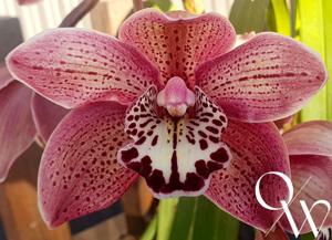 Cymbidium Valley Splatters