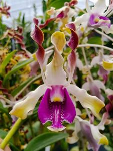 Dendrobium Wawa Beauty