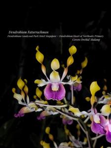 Dendrobium Faturrachman