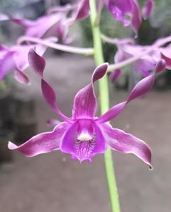 Dendrobium Siti Hartinah
