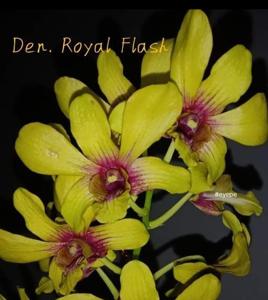 Dendrobium Royal Flash