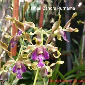 Dendrobium Rosid