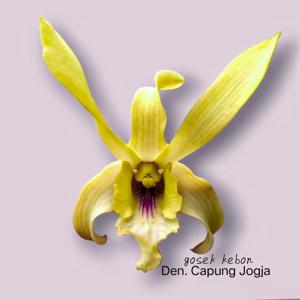 Dendrobium Capung Jogja