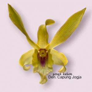 Dendrobium Capung Jogja