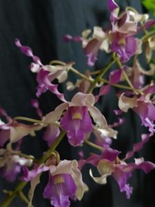 Dendrobium Rostini