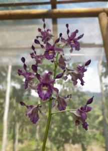 Dendrobium Restu Shidik Permana