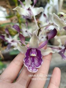 Dendrobium Restu Shidik Permana