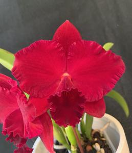 Rhyncholaeliocattleya Carol Wood