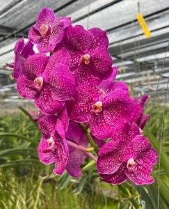 Vanda Madame Fin-Fin in Love