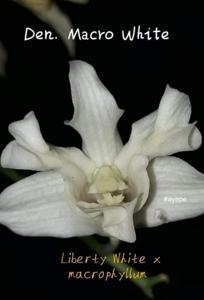 Dendrobium Macro White