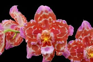 Oncidium Feuerwerk