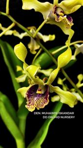 Dendrobium Muhaimin Iskandar