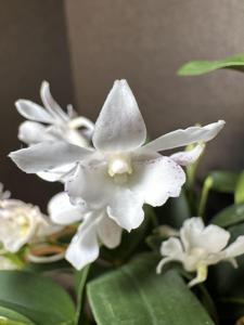 Dendrobium Poco Nieve