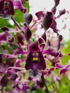 Dendrobium Untung Suropati