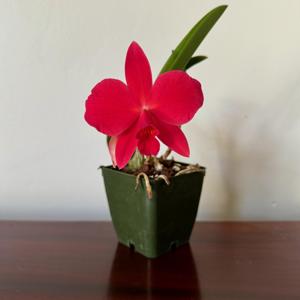 Cattleya Aliza Reder