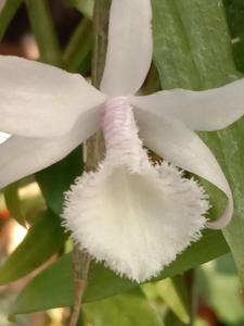 Dendrobium Pesona Mahameru