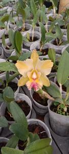 Rhyncholaeliocattleya Kiun Beauty