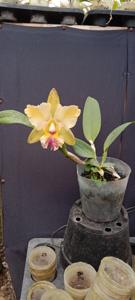 Rhyncholaeliocattleya Kiun Beauty