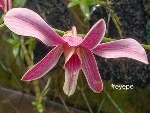 Dendrobium Puspa Pesona Papua