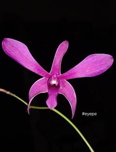 Dendrobium Puspa Pesona Papua