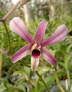 Dendrobium Puspa Pesona Papua