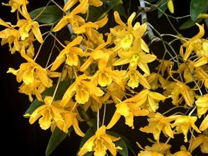 Dendrobium Jairak Friederick