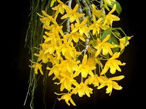 Dendrobium Jairak Friederick
